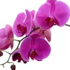 IlSaloneDiMilano Ingredient Extract de orhidee
