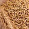 IlSaloneDiMilano Ingredient Proteine din grâu